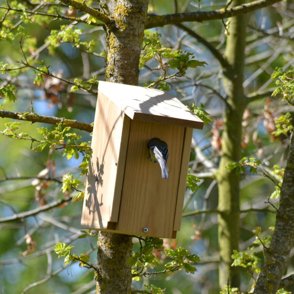 Nichoir mésange habité par une mésange bleu