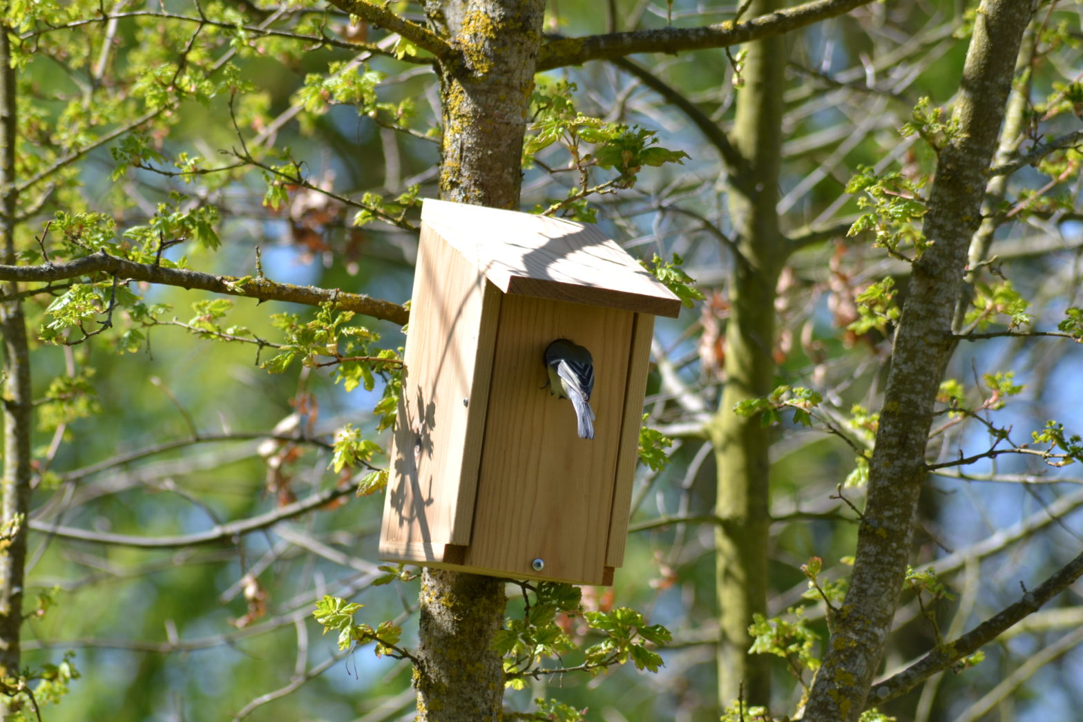 Nichoir mésange habité par une mésange bleu