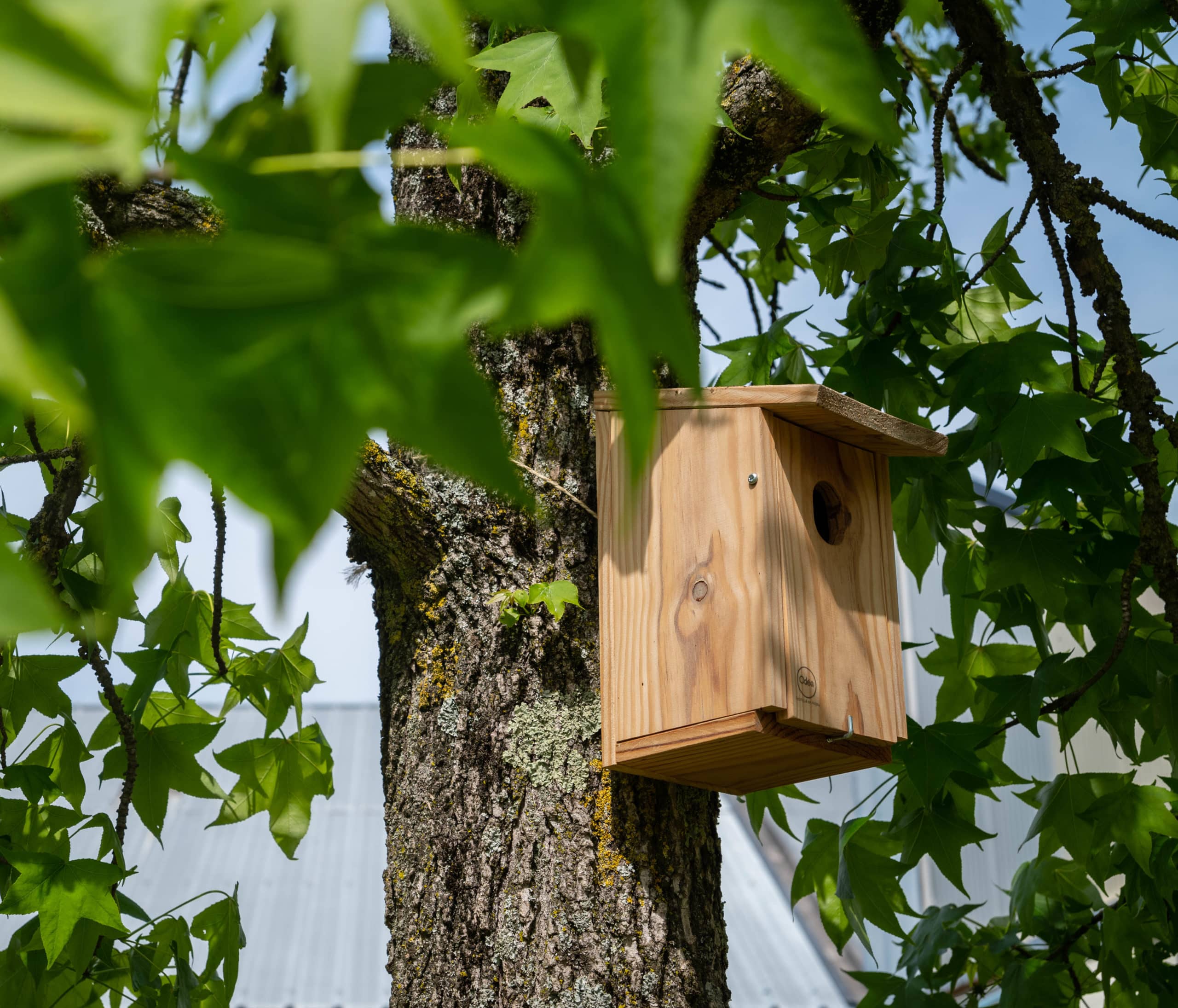 Cabane à Oiseaux - ECO CONSEILS 